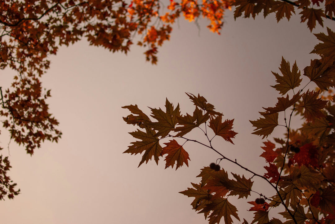 The Art of the Autumn Reset: How to Transition Your Life (Not Just Your Wardrobe) from Summer to Fall